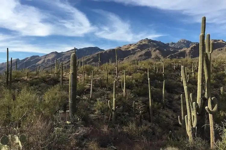 Arizona Saguaro Foêt de cactus en montagne